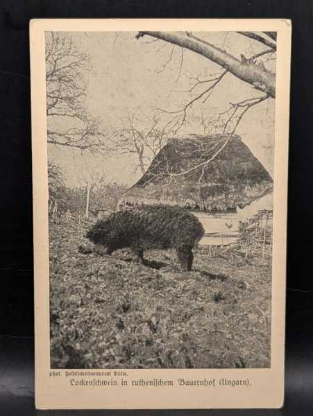 Ansichtskarte Postkarte Feldpost Lockenschwein in Ruthenischen Bauernhof Ungarn