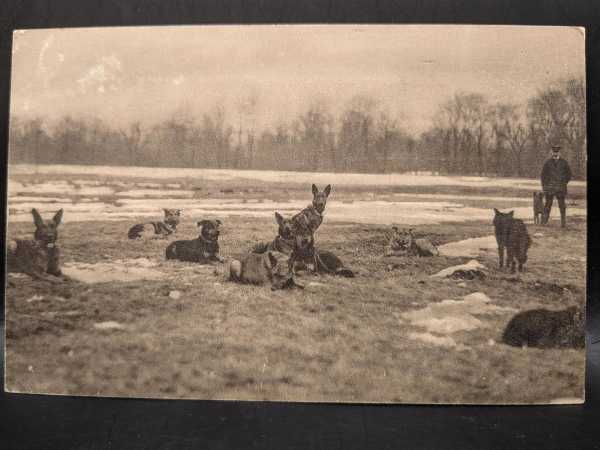 AK Ansichtskarte Postkarte Sanitätshunde bei der Rast 1915 Mühldorf